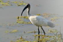big indiyskiy-ibis (onbird.ru).jpg